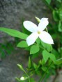 HE Jasmin Pure